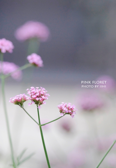 Pink-floret.jpg