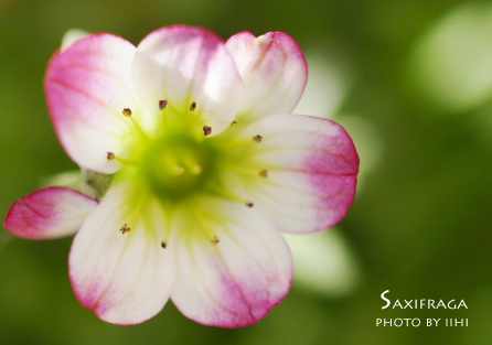 Saxifraga.jpg