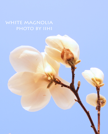 White-magnolia-20120329.jpg