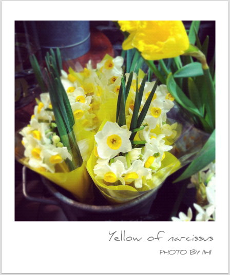 Yellow of narcissus.jpg