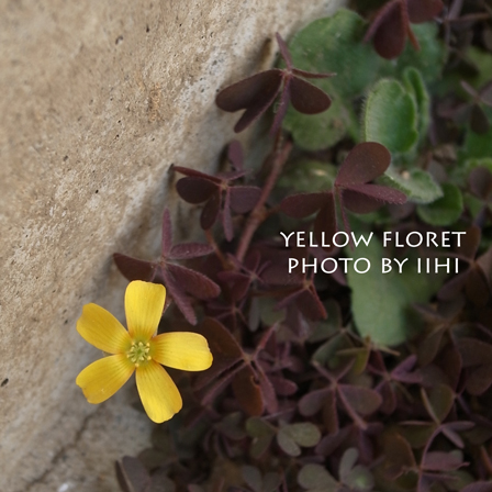 Yellow-floret20120329.jpg