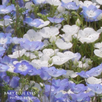 babyblueyes.jpg