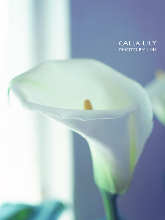calla-lily2011.jpg