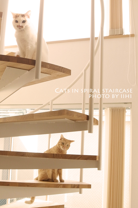 catsin-spiral-staircase2012.jpg