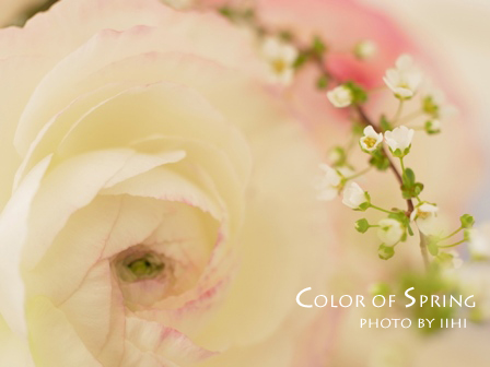 colorofspring201103109.jpg