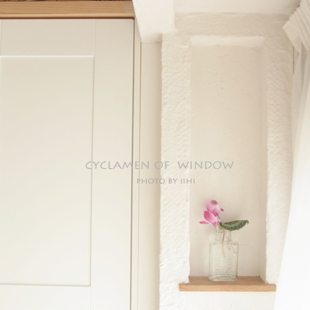 cyclamen-of--window20110215.jpg