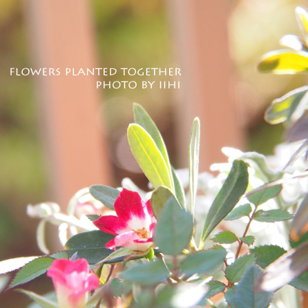 flowers-planted-together.jpg