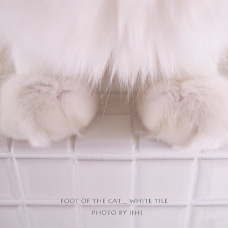 foot-of-the-cat-and-a-white.jpg