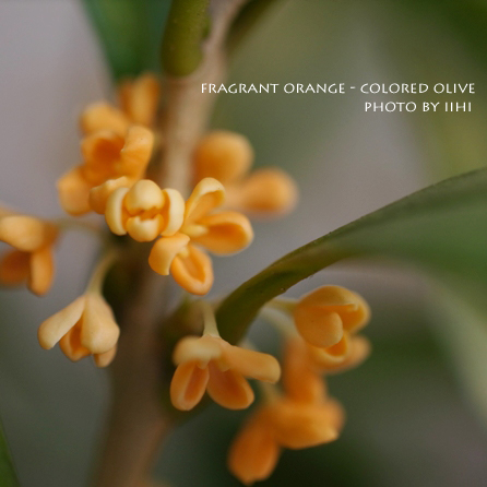 fragrant-orange-colored-oli.jpg