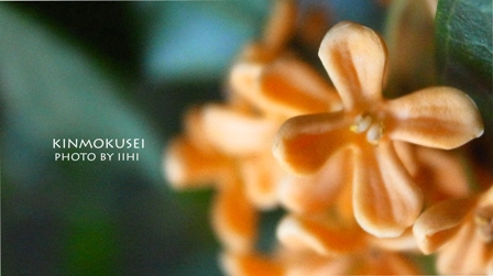kinmokusei2010.jpg