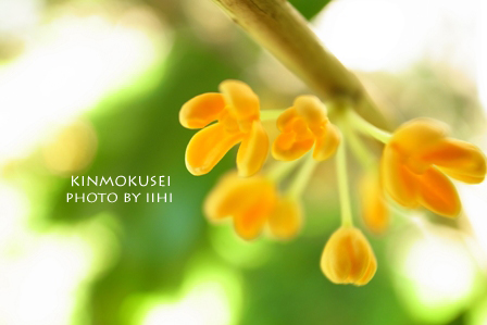 kinmokusei2011.jpg