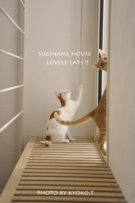 lovelycatssuginami2011_1.jpg