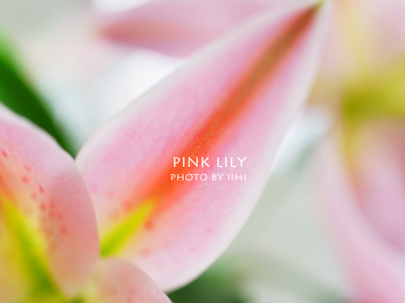 pink-lily-2010.jpg
