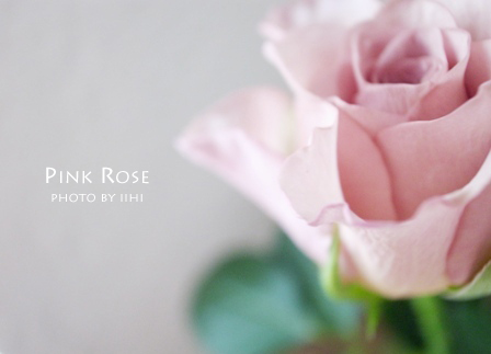 pinkrose2-201010.jpg