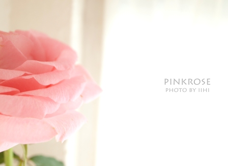 pinkrosejune2011._edited1.jpg
