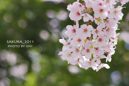 sakura2011.jpg