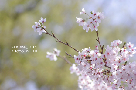 sakura_120110411.jpg