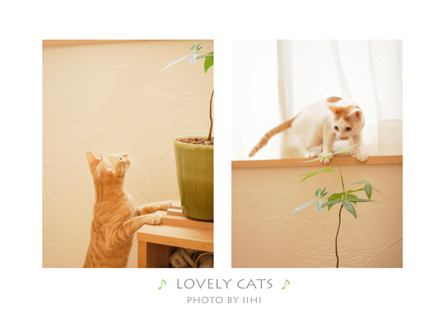 solovelycatssuginami2011.jpg