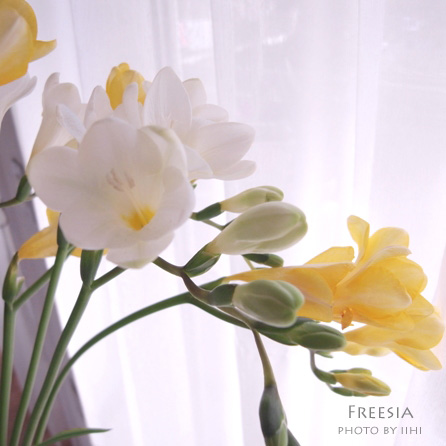 0Freesia.jpg