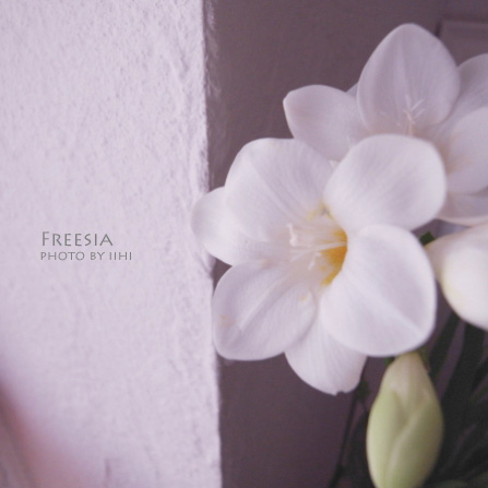 0Freesia3.jpg