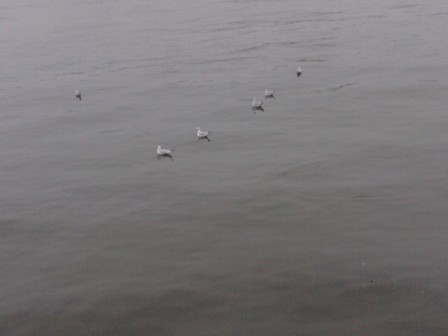 F1014987 mizutori.JPG