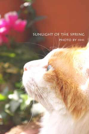 Sunlight-of-the-spring.jpg