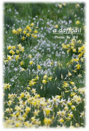 daffodil.jpg
