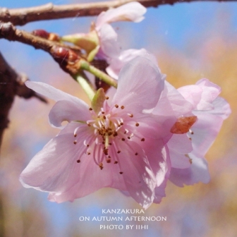fuyusakura.jpg