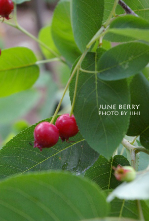 juneberry.jpg
